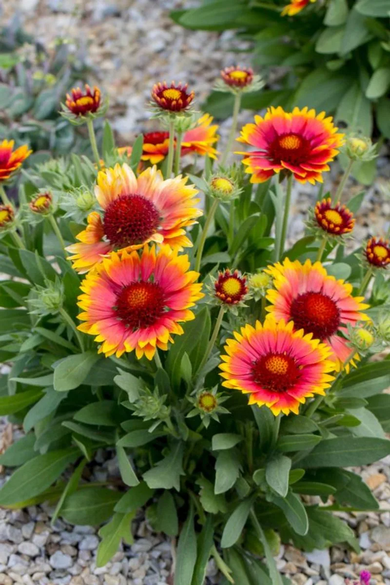 Blanket Flower