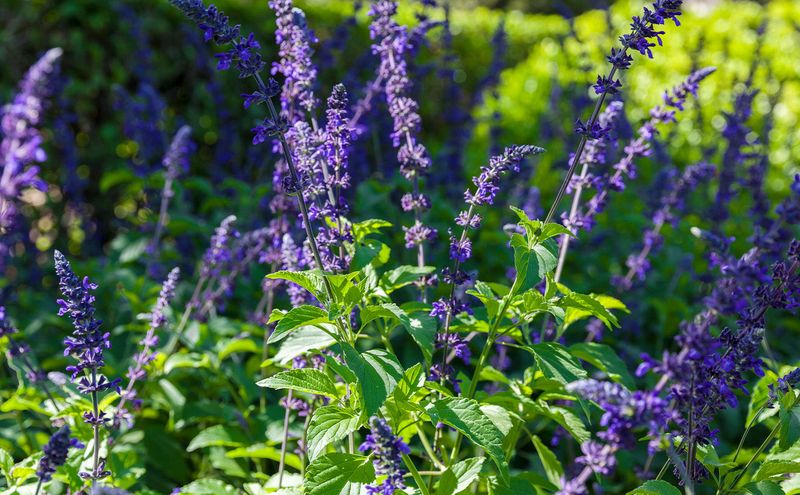 Salvia