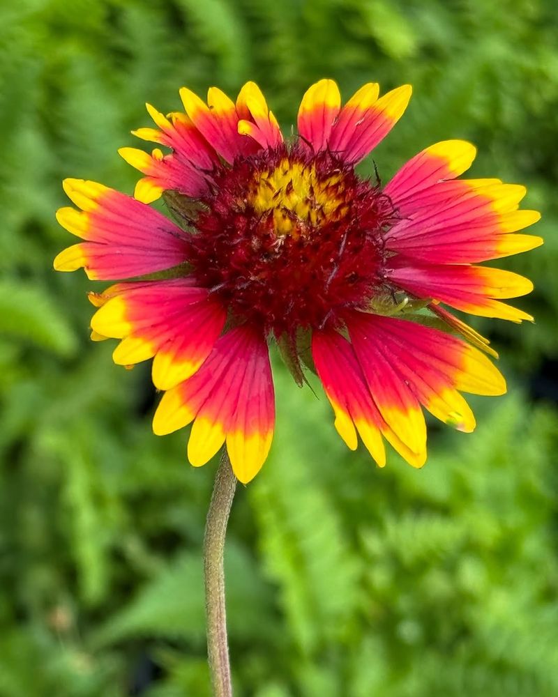 Blanket Flower
