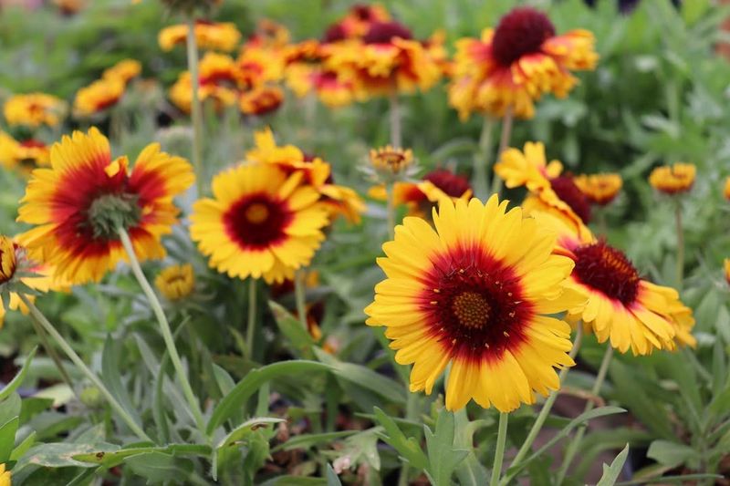 Blanket Flower (Gaillardia)