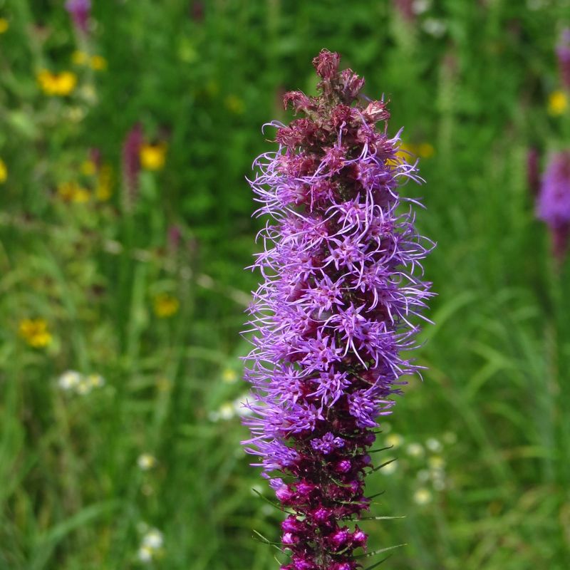 Blazing Star