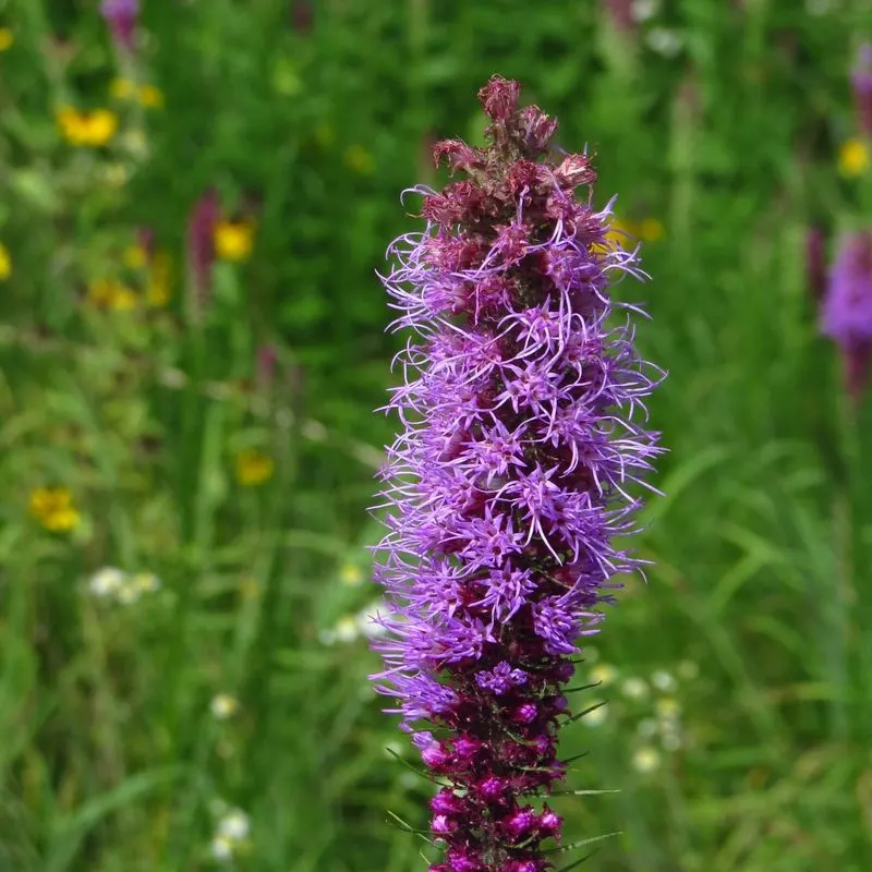 Blazing Star