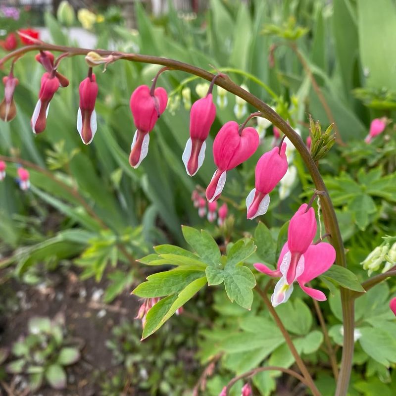 Bleeding Heart