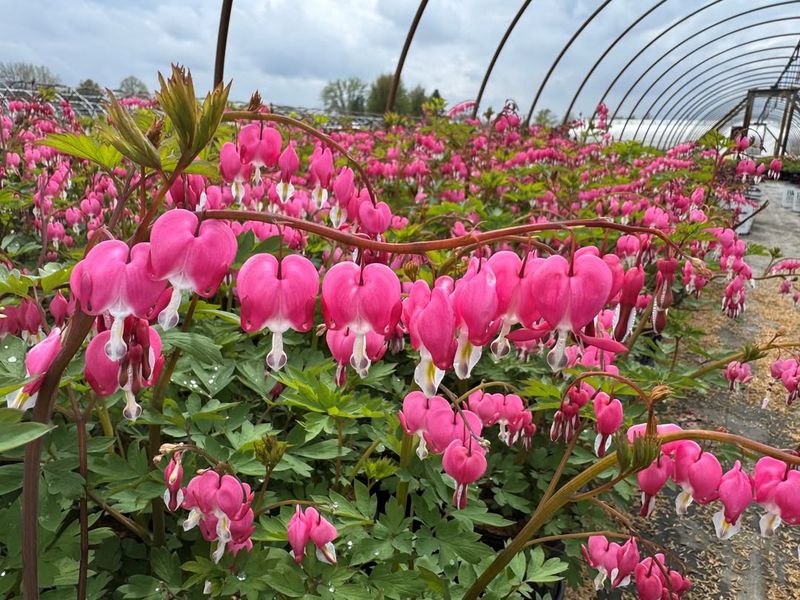 Bleeding Heart