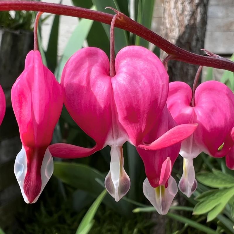 Bleeding Heart