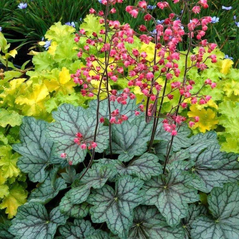 Coral Bells