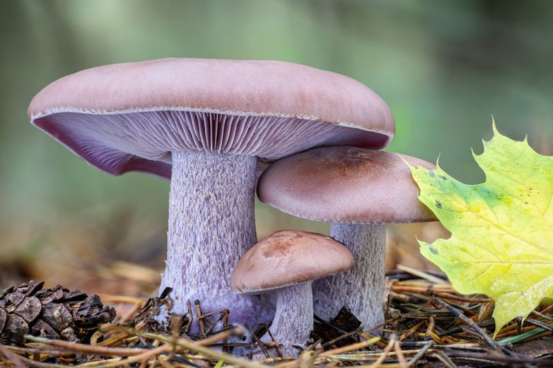 Blewit Mushroom