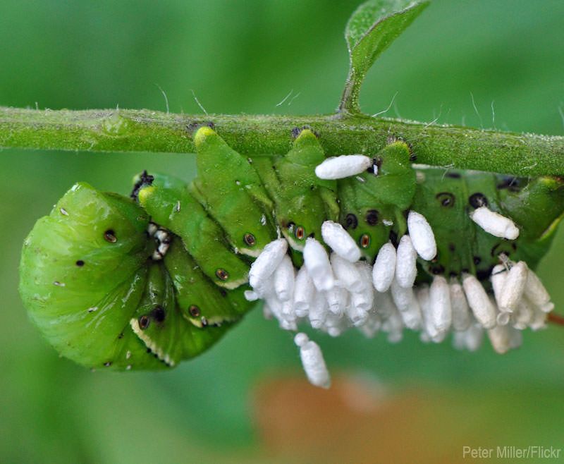 Tomato Hornworms