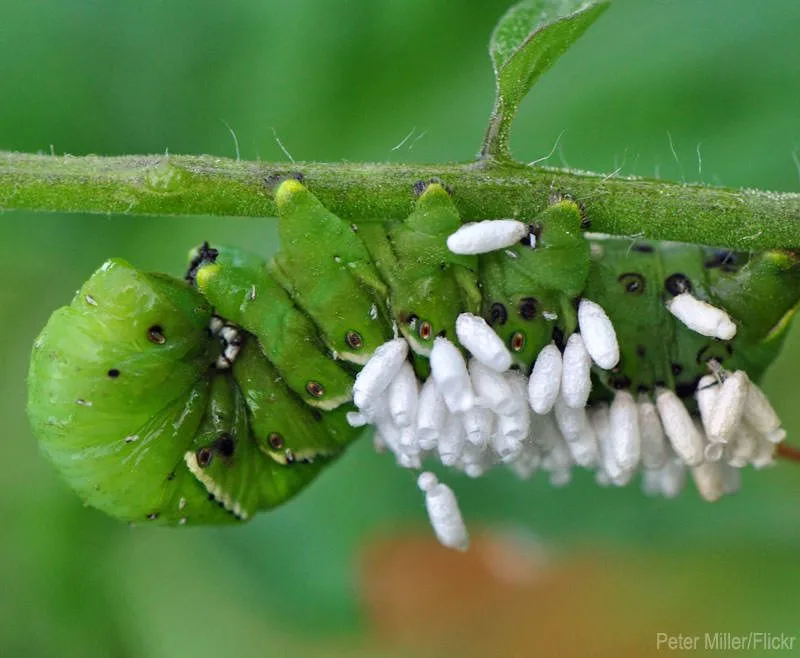 Tomato Hornworms