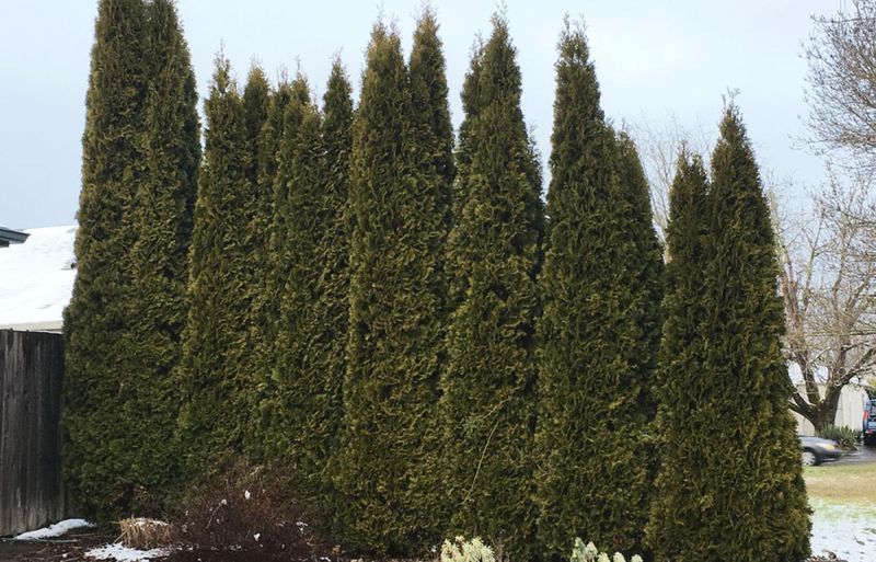Arborvitae