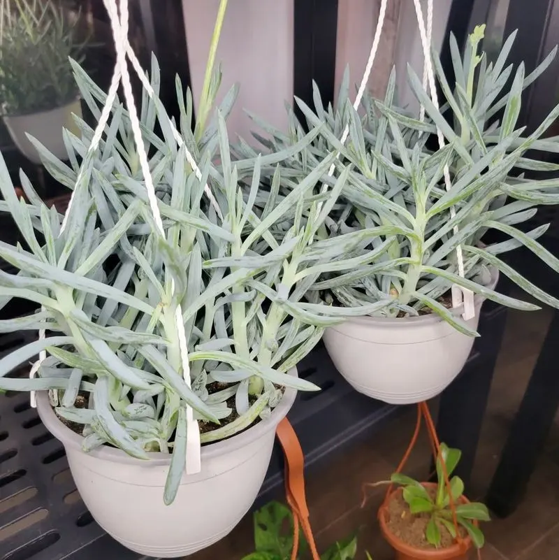 Blue Chalksticks