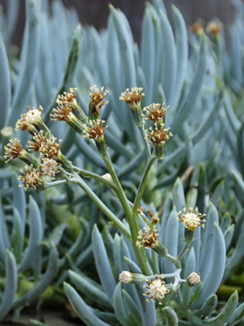 Blue Chalksticks