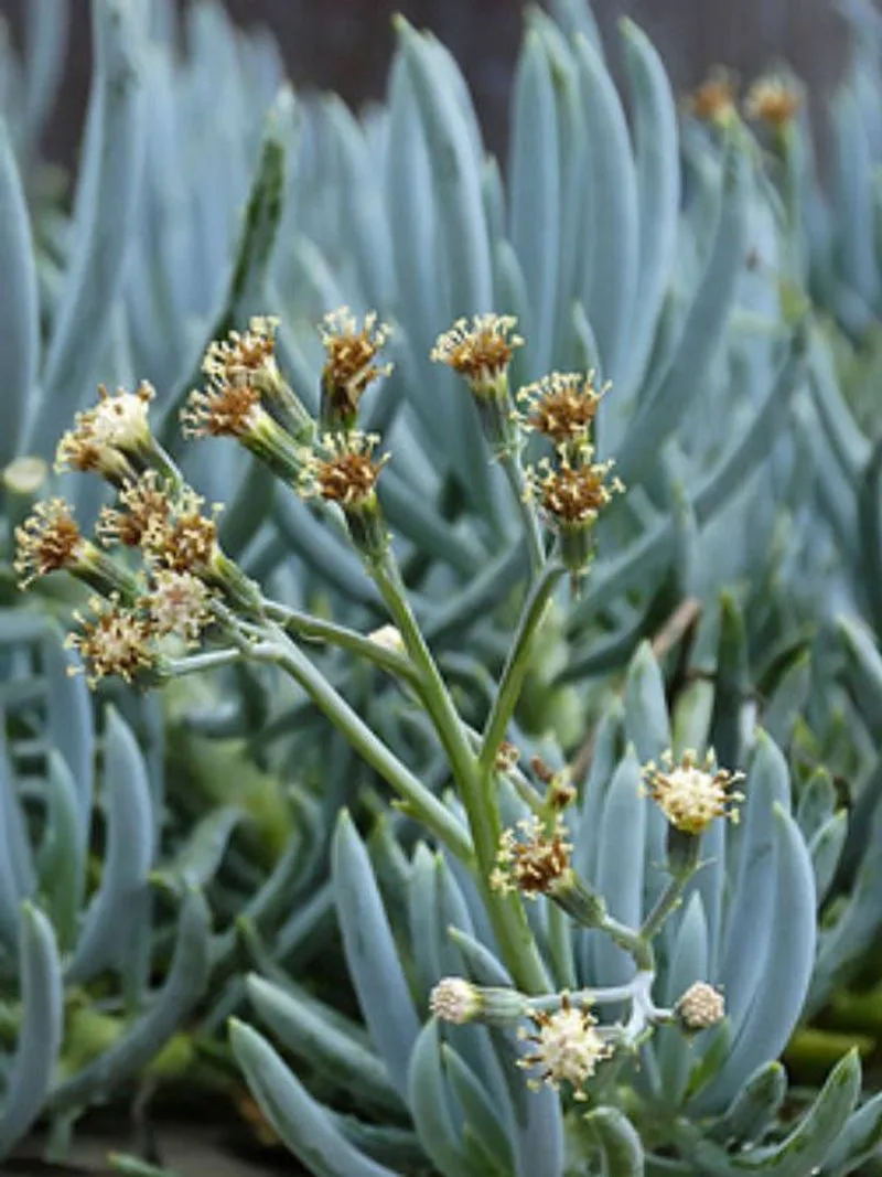 Blue Chalksticks