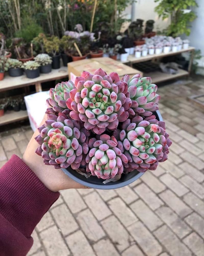 Blue Echeveria