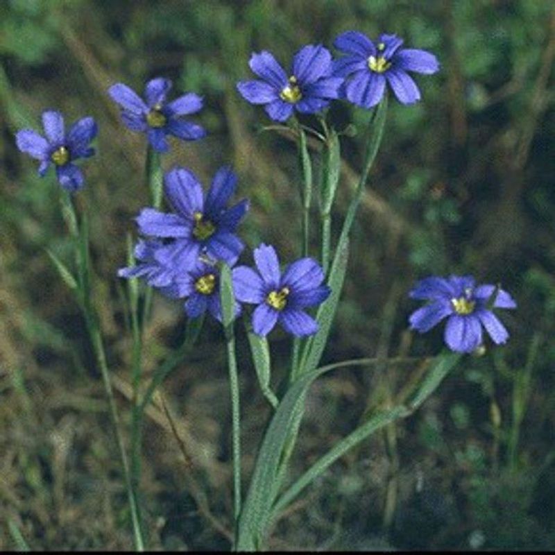 Blue-Eyed Grass