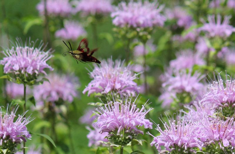 Wild Bergamot