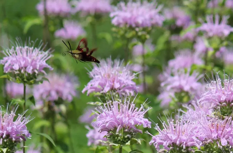 Wild Bergamot