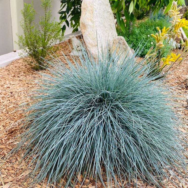 Blue Fescue