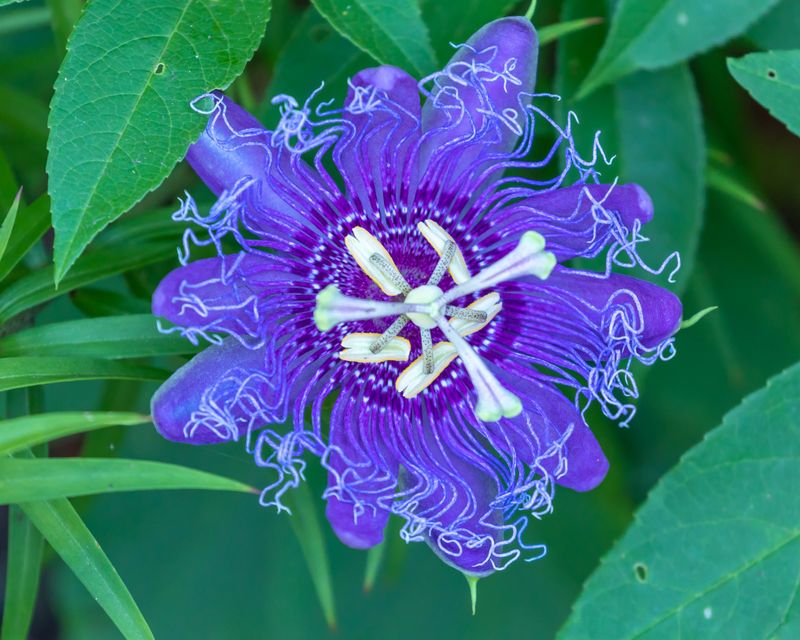 Passionflower