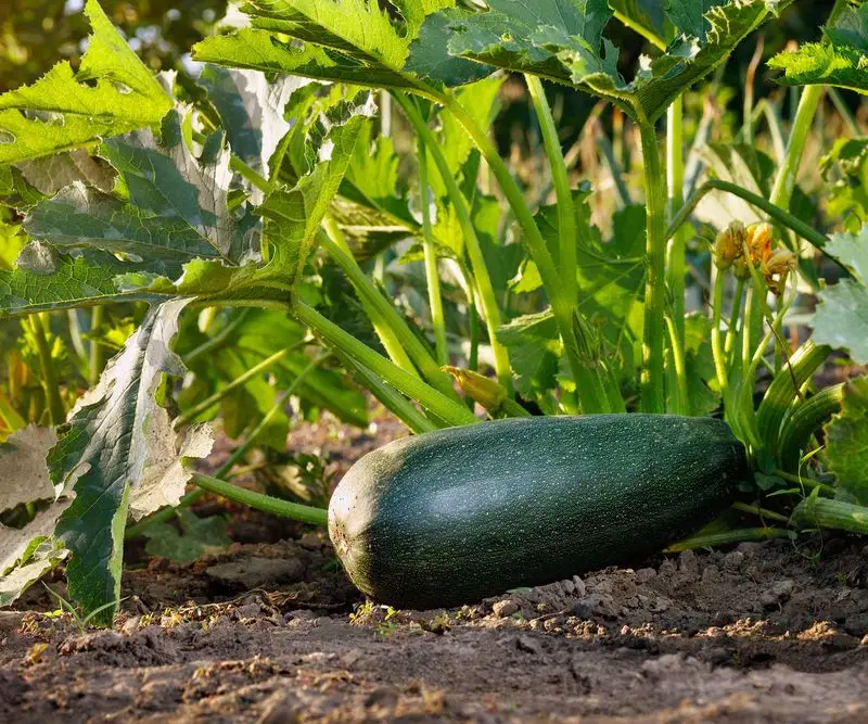 Green Zucchini