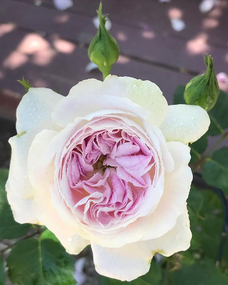 Blue Moon Rose