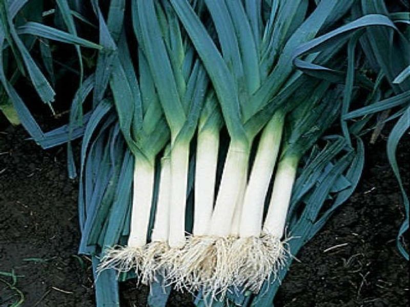 Blue Solaise Leek