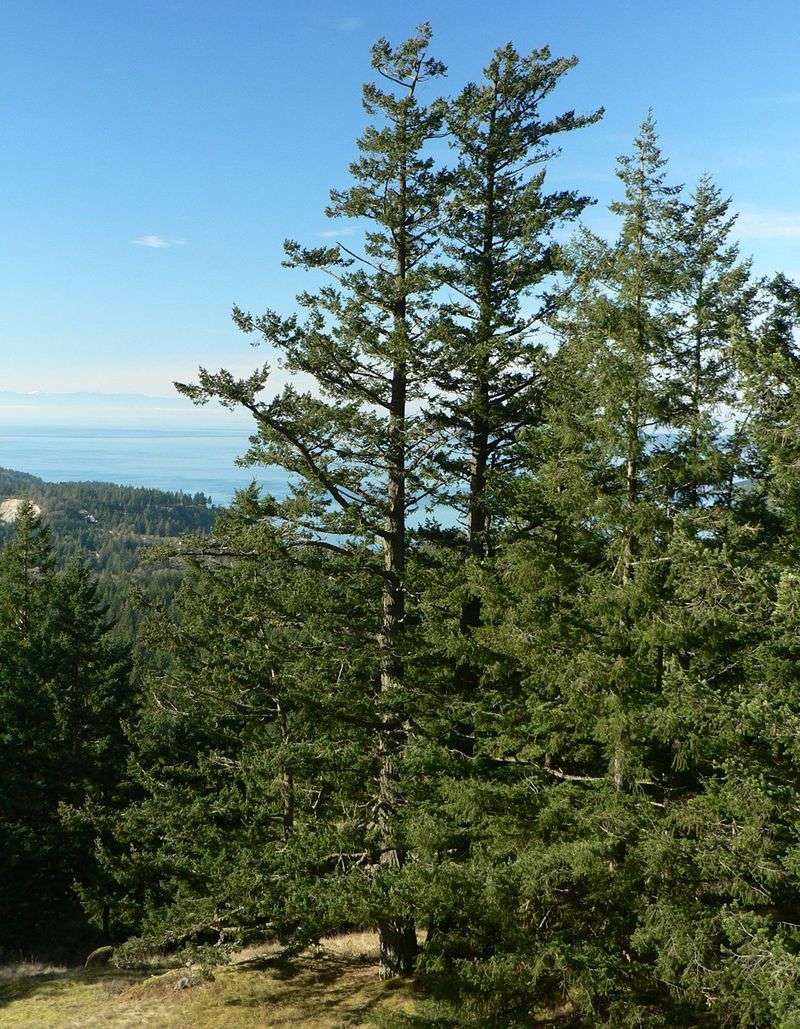 Douglas Fir