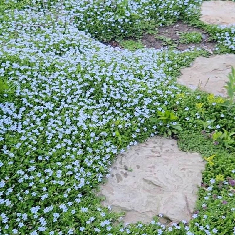 Blue Star Creeper