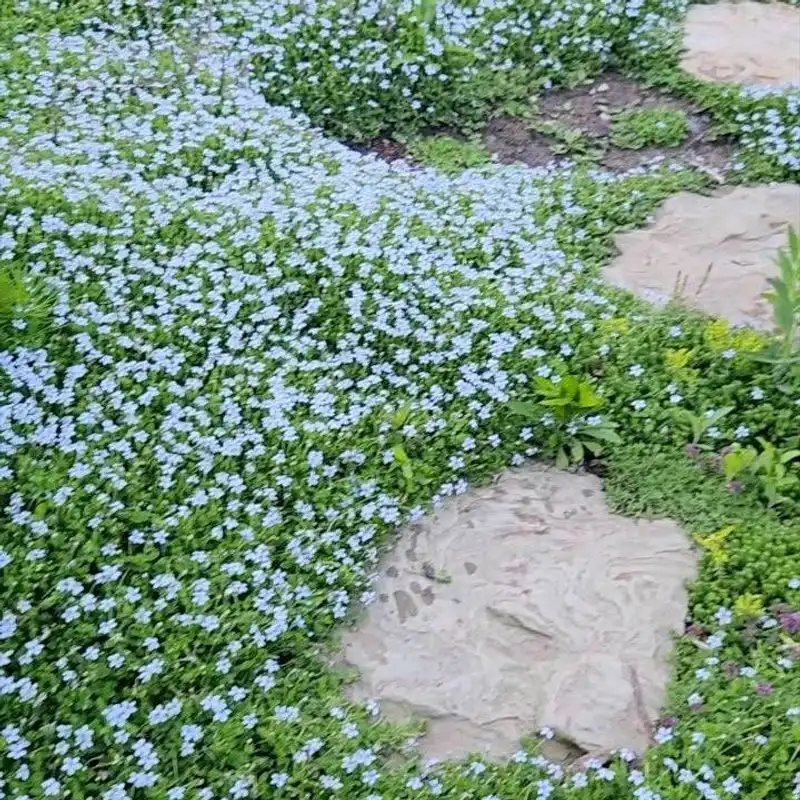 Blue Star Creeper