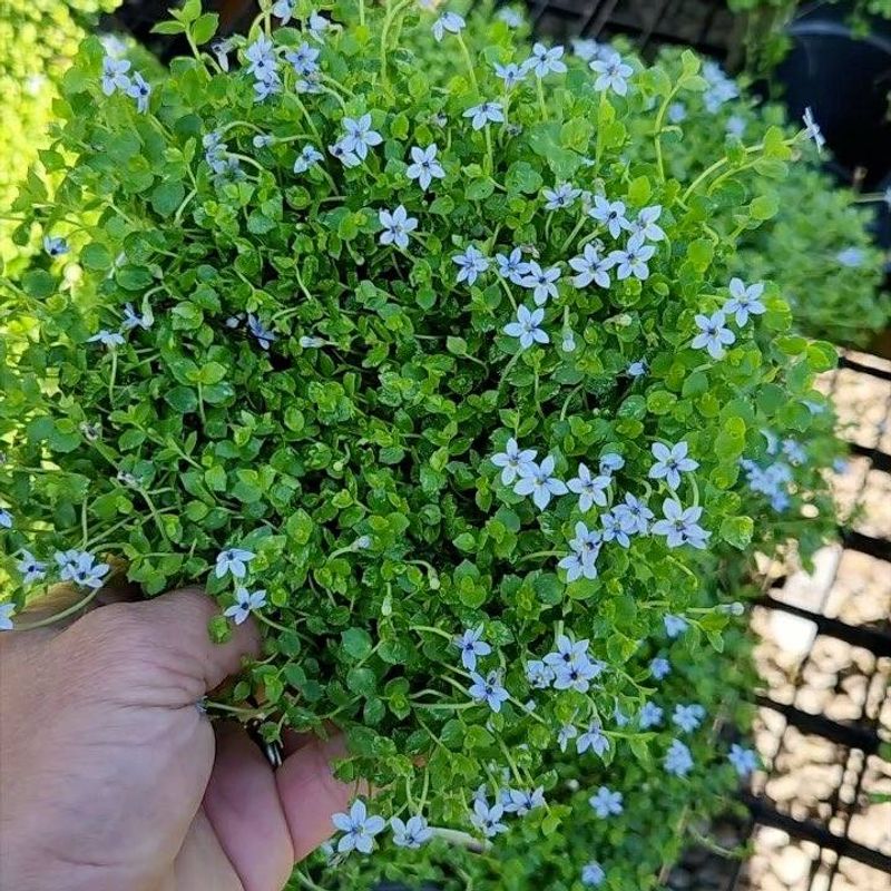 Blue Star Creeper