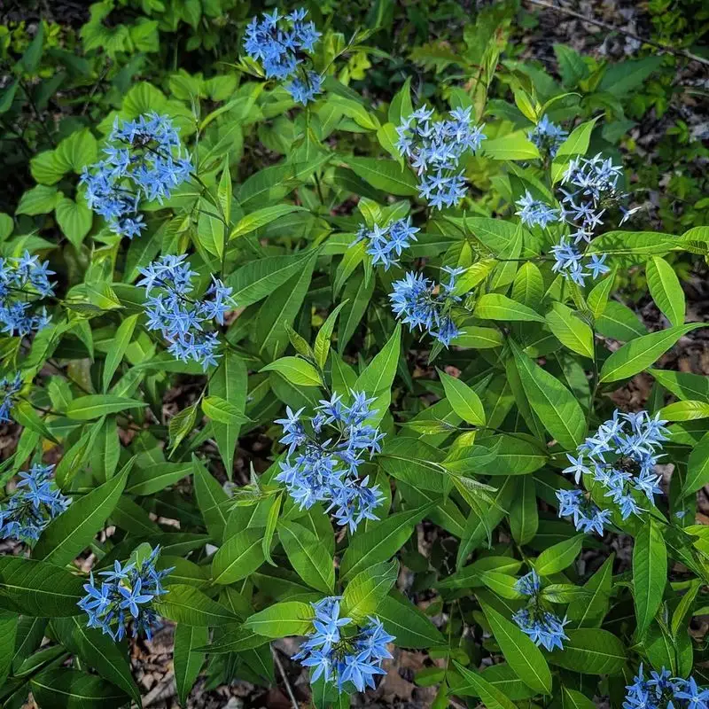 Blue Star Creeper