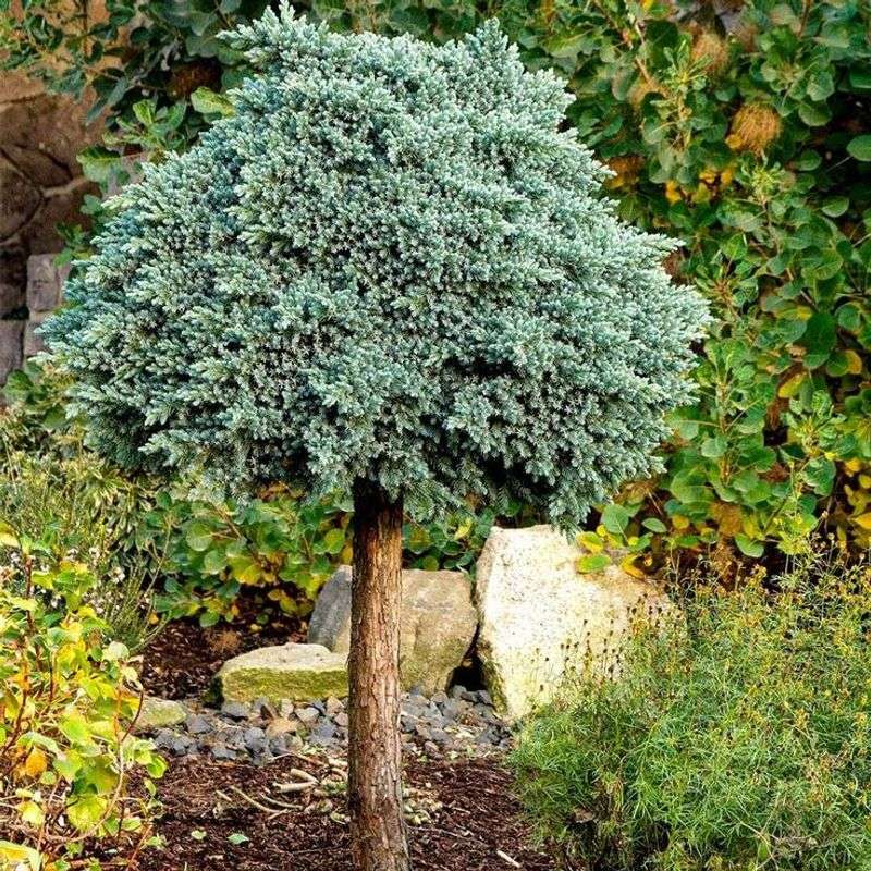Blue Star Juniper
