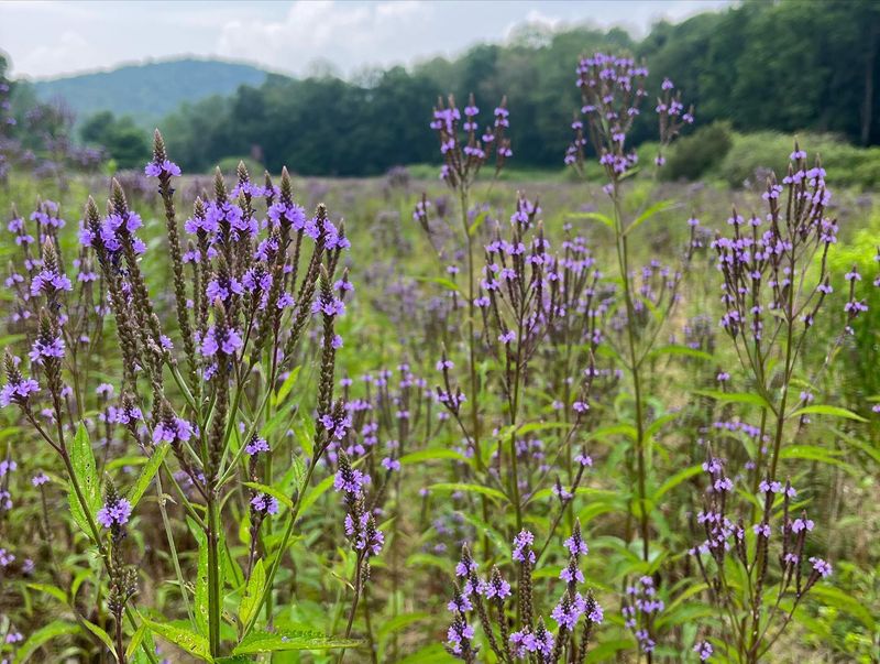 Blue Vervain