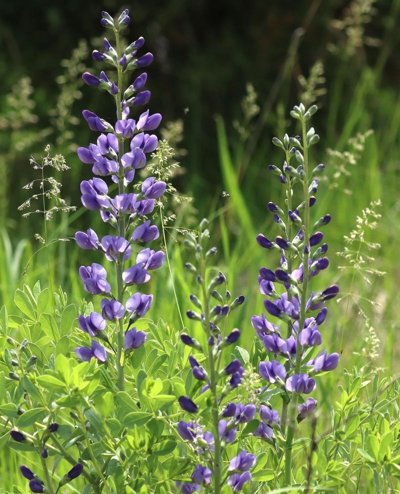 Blue Wild Indigo