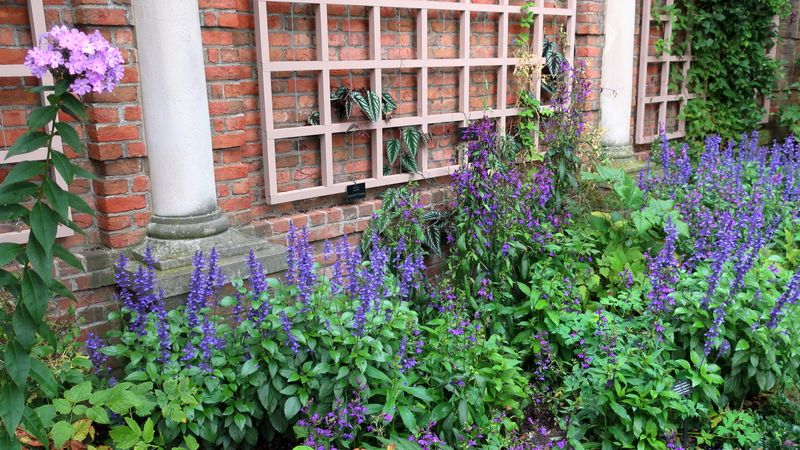 Blue and Purple: Enigmatic Allure