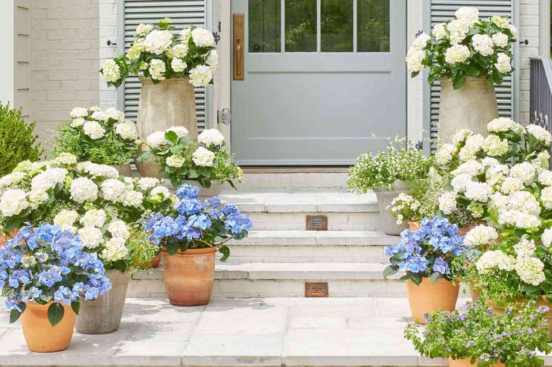 Blue and White: Tranquil Harmony