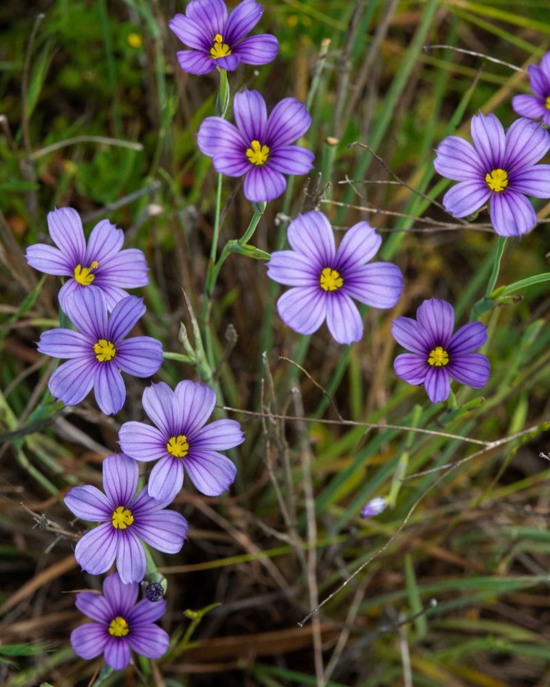 Blue-eyed Grass