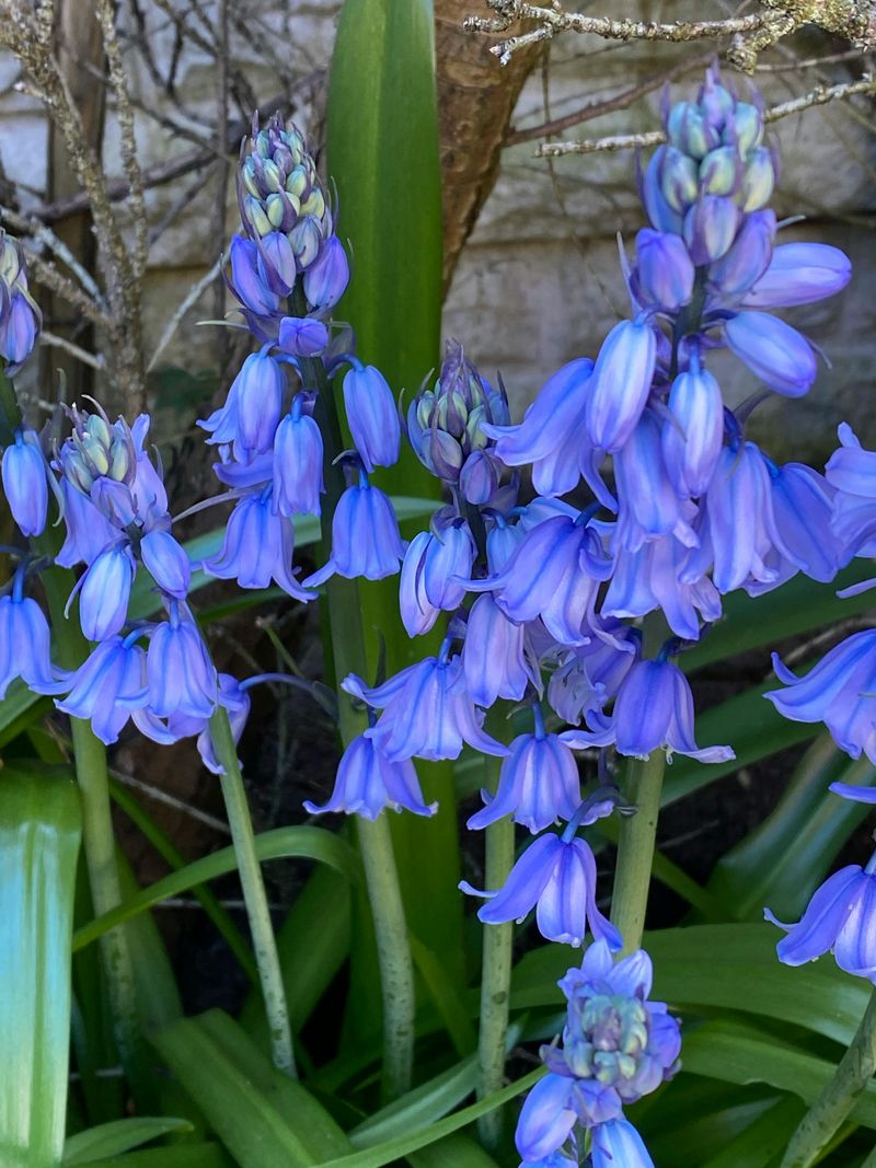 Bluebell