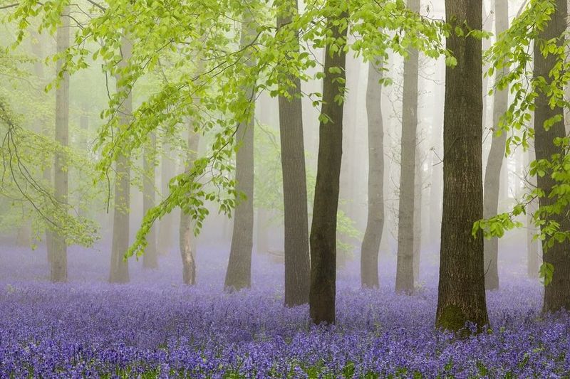 Bluebell Woods, England