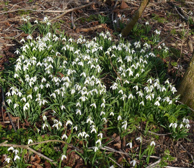 Bluebells and Snowdrops