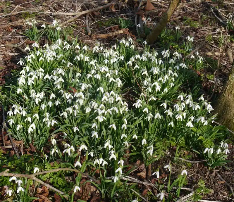 Bluebells and Snowdrops