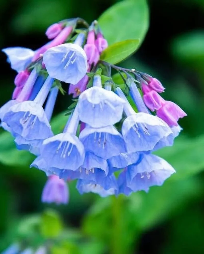 Bluebells