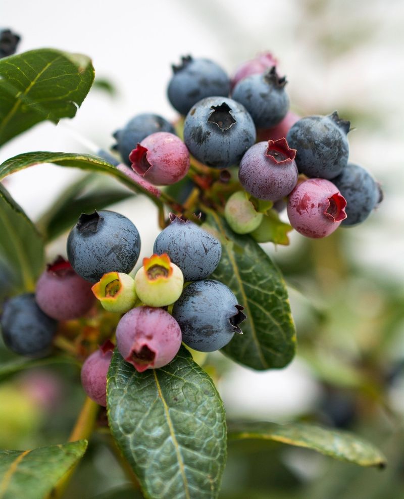 Blueberries