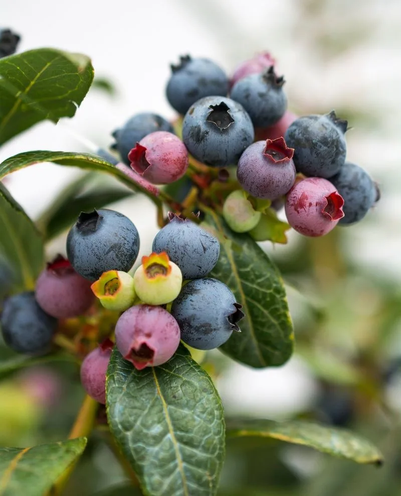 Blueberries