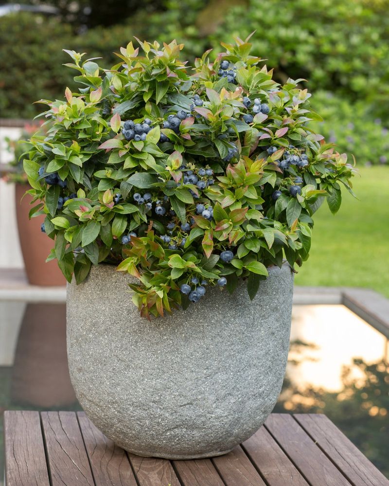 Blueberries