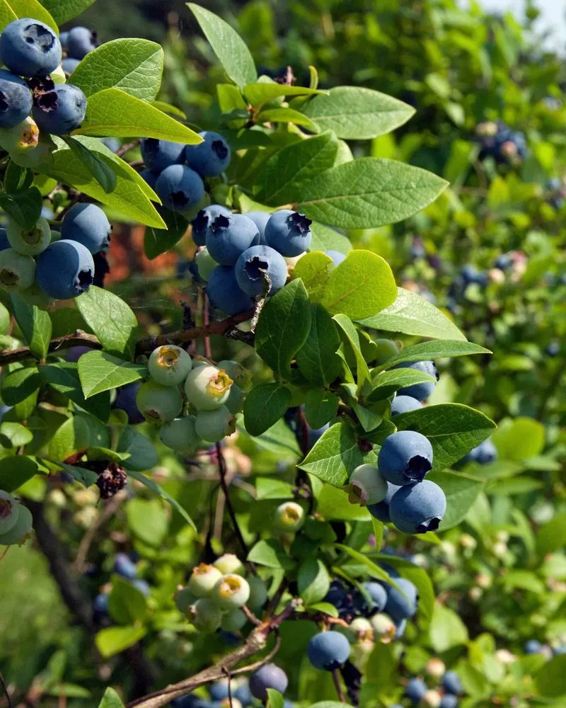 Blueberries