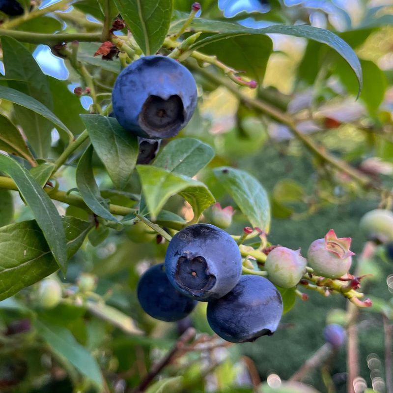 Blueberries