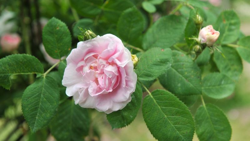 Blush Pink Roses