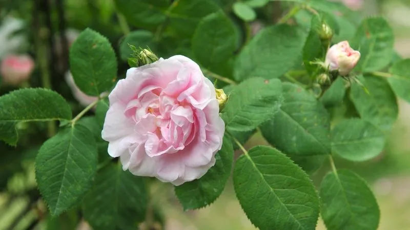 Blush Pink Roses