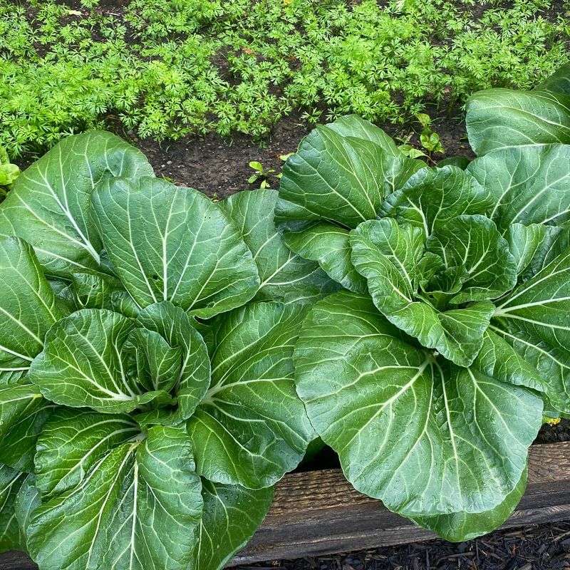 Bok Choy
